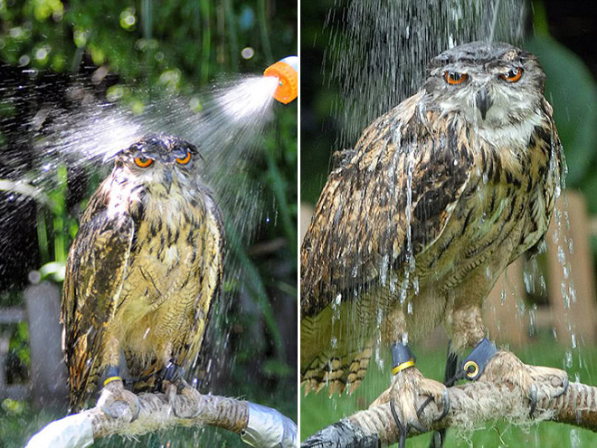 Wet owls are hilariously grumpy.