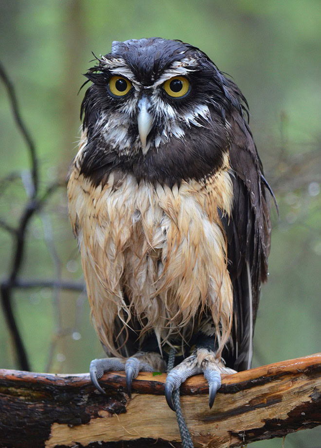 Wet owls are hilariously grumpy.