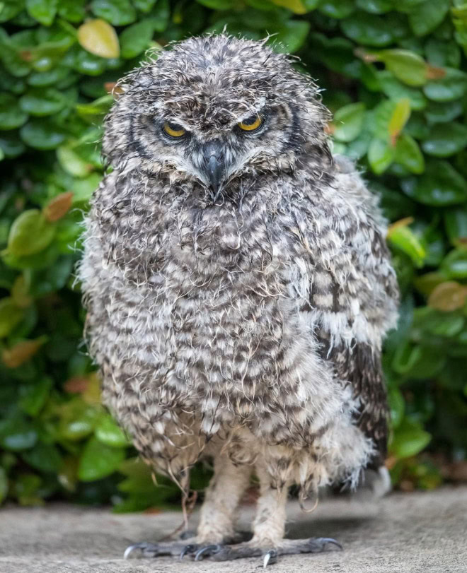 Wet owls are hilariously grumpy.