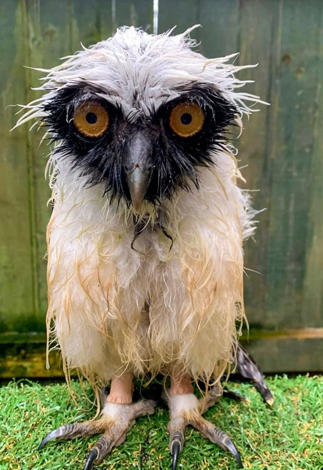 Wet owls are hilariously grumpy.