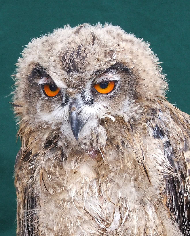 Wet owls are hilariously grumpy.