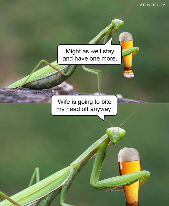 Mantis Meme: Life Is Tough, Being Married Is No Joke